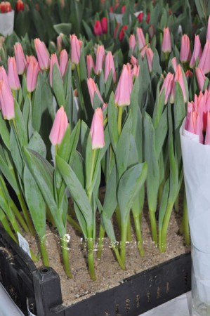 Neper - цвет лососевый. Новинка! Светло-зеленая листва.